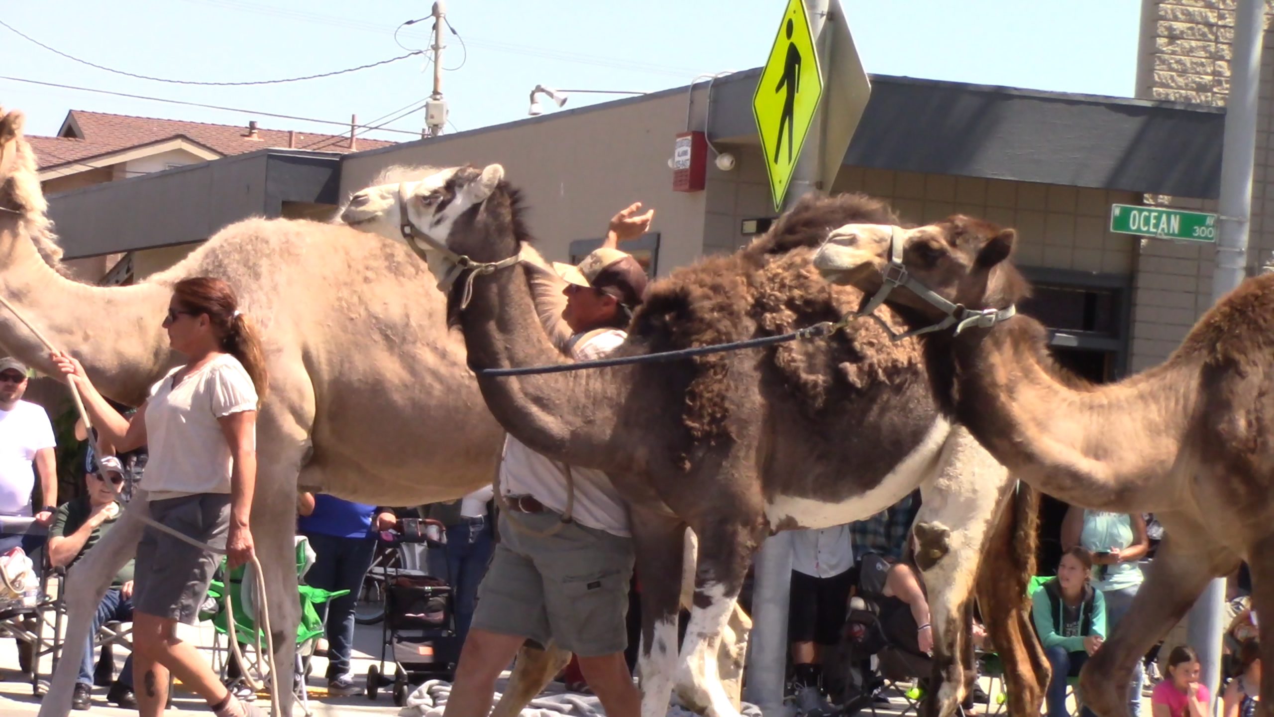 Camels